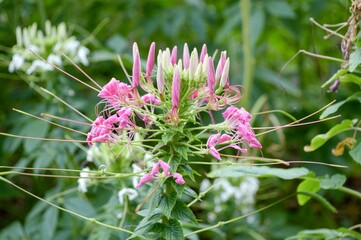 pink cleome spinosa flower in nature garden