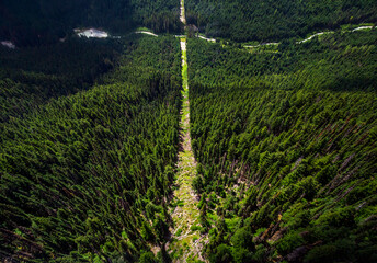 An aerial view of a path in a forest  in Whistler, British Columbia, Canada