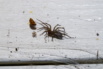 Grass spider with ladybug caught in web built on a side of a house.
