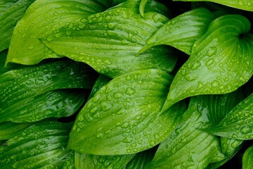 Rain covered green leaves of hosta plant,botanical foliage nature background,print for poster,wallpaper,calendar design,fresh plant after rain with water drops, horizontal spring image