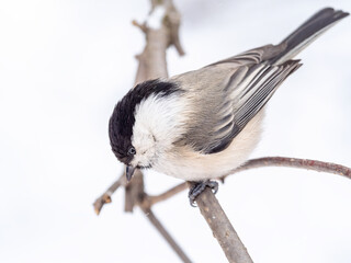 Cute bird the willow tit, song bird sitting on a branch without leaves in the winter.
