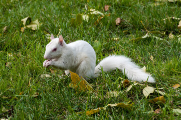 Albino squirrel eating bird seed on the ground