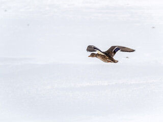 Mallard Duck Flying on the white snow background
