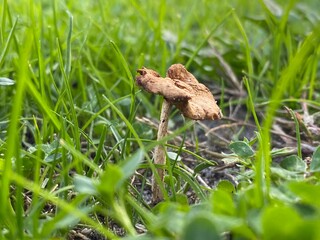 frog on the grass