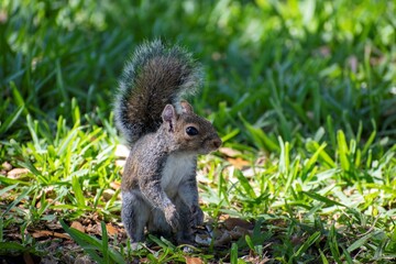 gray squirrel looking very curious