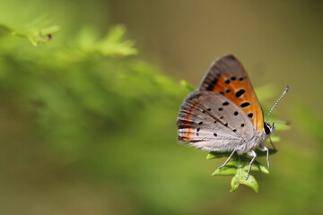 Fototapeta na wymiar American Copper Butterfly 