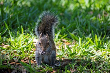 squirrel playing and running at the north park