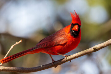 Close up of a bright male red northern cardinal