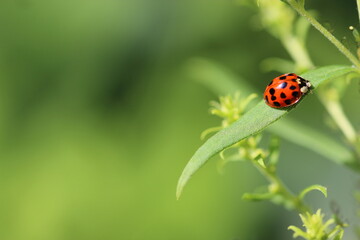 Ladybug 