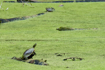 Western painted turtle basking in the sun while sitting on a log.