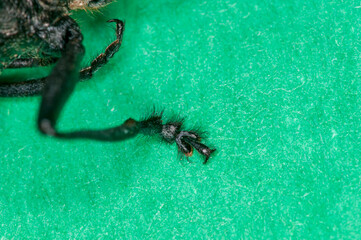 Detail of foot on a White-spotted Sawyer on green background