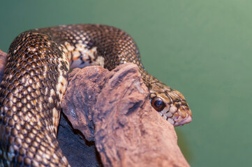 Close up of a Madagastar Giant Hognose Snake