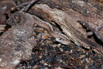 Brown Snake camouflaged in his surroundings