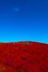 ひたち海浜公園の真赤に染まる紅葉のコキアと青空
