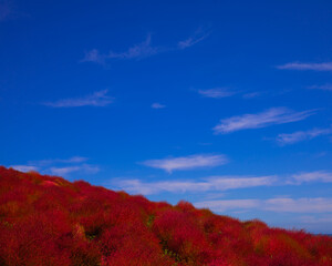 Fototapeta na wymiar ひたち海浜公園の真赤に染まる紅葉のコキアと青空と秋の空