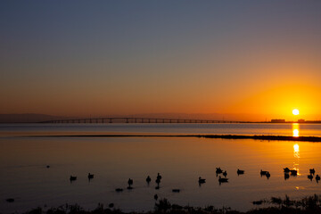 Brilliant sunset over San Francisco Bay water with bay bridge in background, silhouette of sea birds in foreground