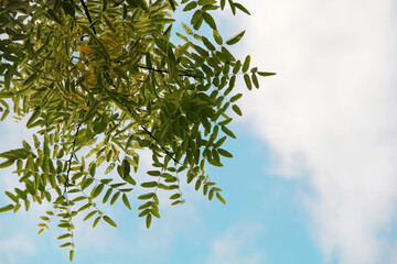 selective focus of a tree branch with leaves on a background of a sunny sky with clouds