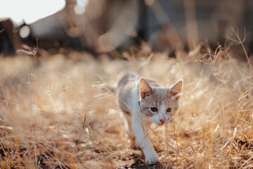Hunting Cat