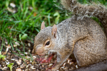 Sick  Eastern Gray Squirrel with abcess on face