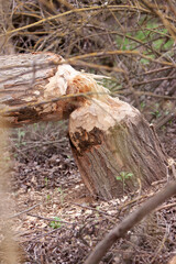 Tree stump in the forest chewed down by a beaver