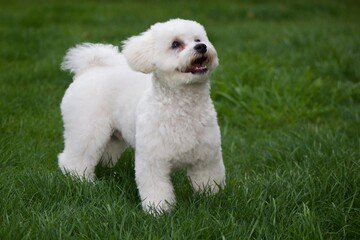 Happy Young Bichon Frise on a background of just grass