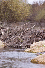 River in autum with large beaver dam blocking flow of water