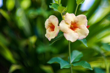 Flowers in the garden 