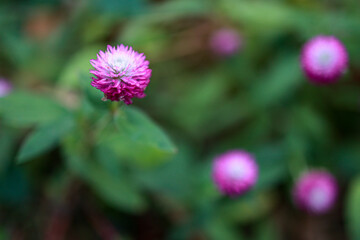 Flowers in the garden 