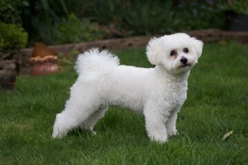 Bichon Frise standing to attention in the garden