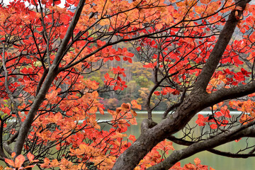 赤城山・小沼の紅葉