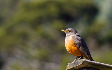 Close up da ave sabiá-laranjeira no Brasil (Turdus rufiventris)