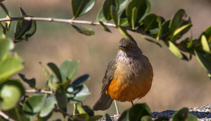 Sabiá-laranjeira (Turdus rufiventris)