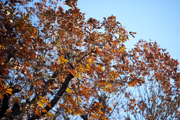 紅葉・風景・色づく木