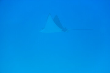 奄美大島 No.17 © Takehiro