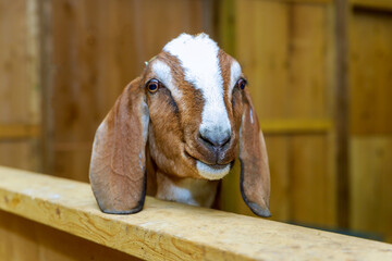 Goats standing in wooden shelter and looking at the camera. Cute with funny.