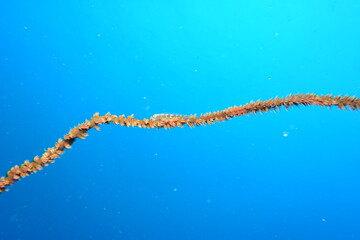 奄美大島 ガラスハゼ