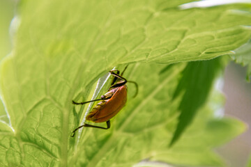 male beetle red leptura crawling along the underside of the leaf, selective focus