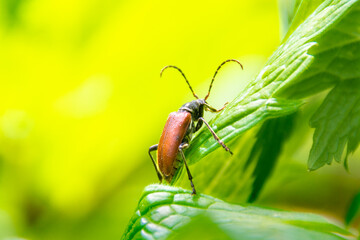 male beetle red leptura crawling on the edge of the leaf, selective focus
