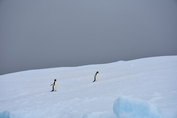 pingüinos solitarios en un día nublado.