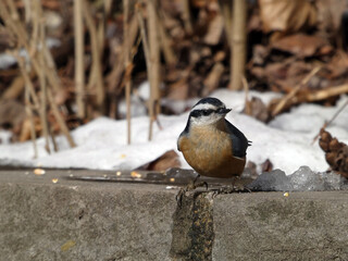 Nuthatch bird sitting on the stone fence