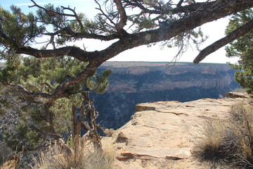 Laying tree on a cliff.