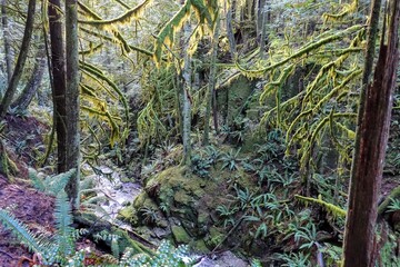 A lush dense rainforest full of many plants, such as moss and ferns, outside of Vancouver, Canada.
