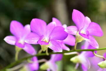 Colorful flowers in the garden,Beautiful flowers in the garden Blooming in the summer.Landscaped Formal Garden.