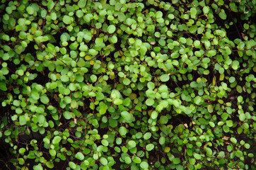 green background