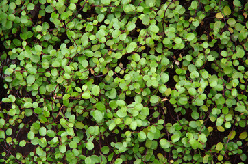green leaves background