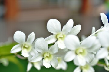Colorful flowers in the garden,Beautiful flowers in the garden Blooming in the summer.Landscaped Formal Garden.