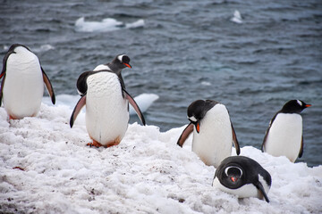 Obraz premium pingüinos antárticos 