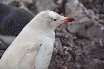Pingüino Antártico Blanco