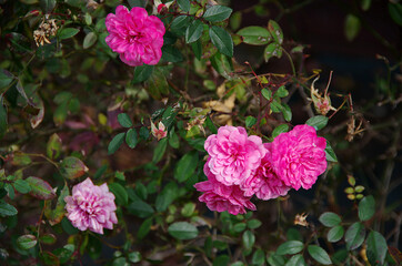 pink rose bush