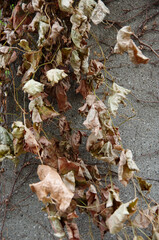 autumn leaves on the wall